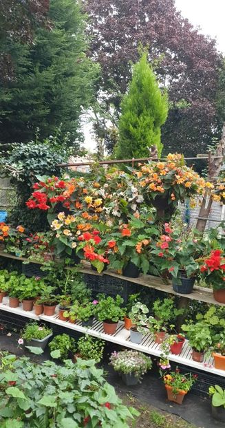 received_611784780549409 - 0 Gradina 2022
