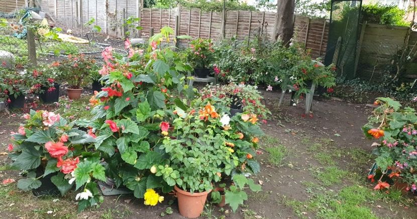 received_394540199536593 - 0 Gradina 2022