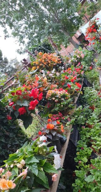 received_426676879530390 - 0 Gradina 2022