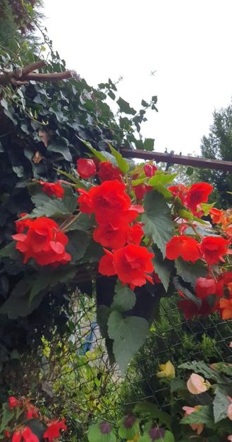 received_830874674596936 - 0 Gradina 2022