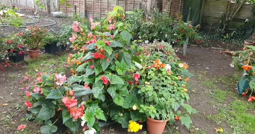 received_783558306029737 - - Gradina 2022