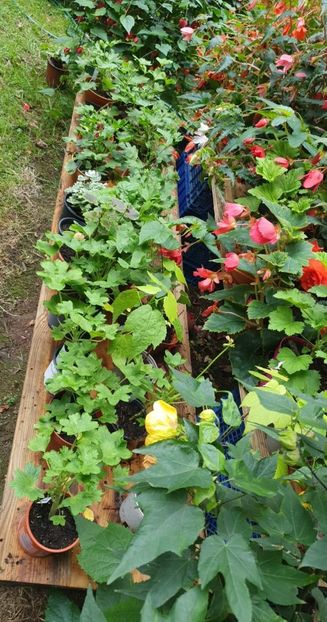 received_818566062478565 - - Gradina 2022