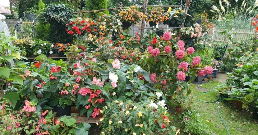 received_2366729773481037 - 0 Gradina 2022