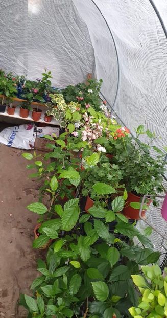 received_603950927883392 - 0 Gradina 2022