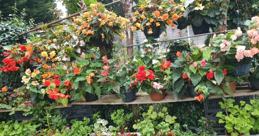 received_1286231902147093 - 0 Gradina 2022