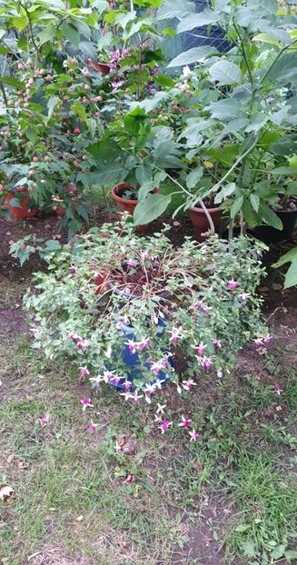 received_452314390266200 - 0 Gradina 2022