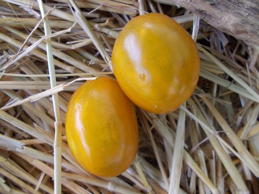  - SEMINTE ROSII - T 961 GREEN BOMB S