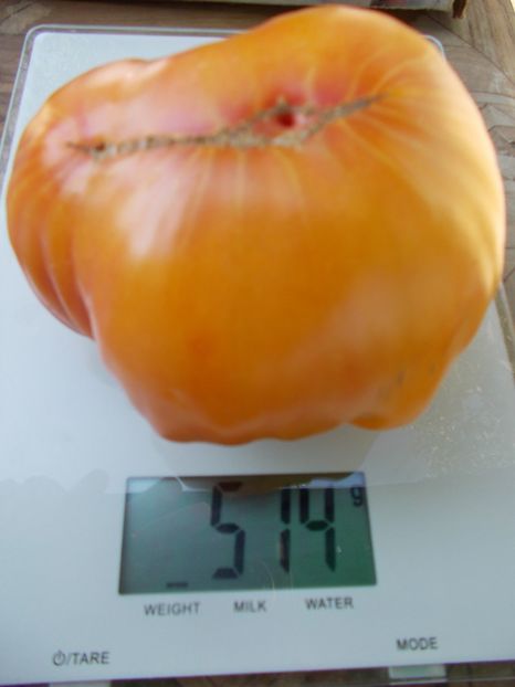  - SEMINTE ROSII - T 870 TASHKENT STAR