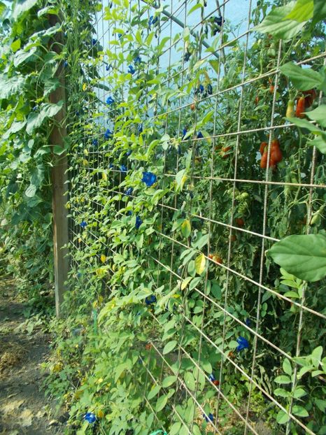  - SEMINTE CLITORIA TERNATEA