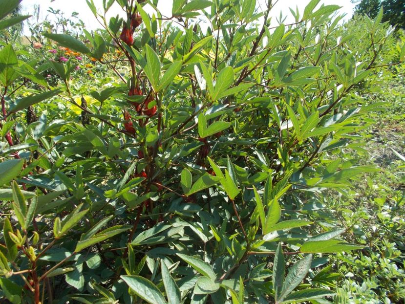  - SEMINTE HIBISCUS SABDARIFFA - D 205 ROSELLE