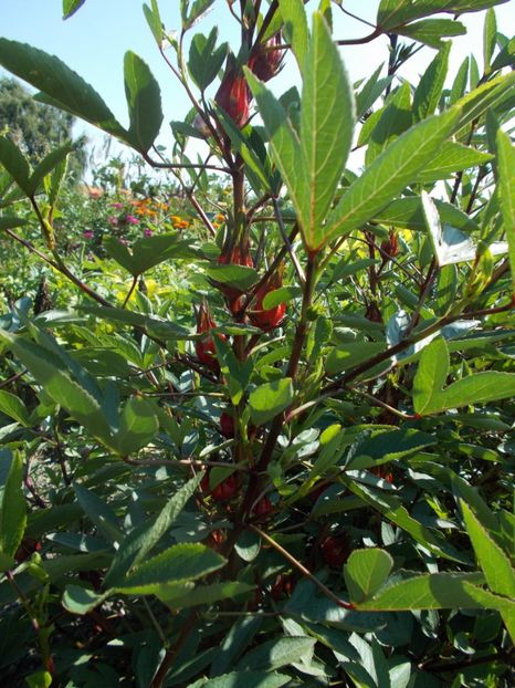  - SEMINTE HIBISCUS SABDARIFFA - D 205 ROSELLE