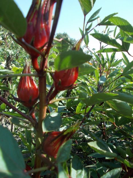  - SEMINTE HIBISCUS SABDARIFFA - D 205 ROSELLE