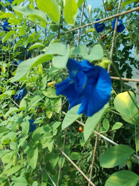  - SEMINTE CLITORIA TERNATEA