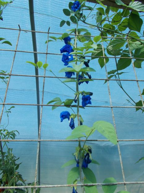  - SEMINTE CLITORIA TERNATEA