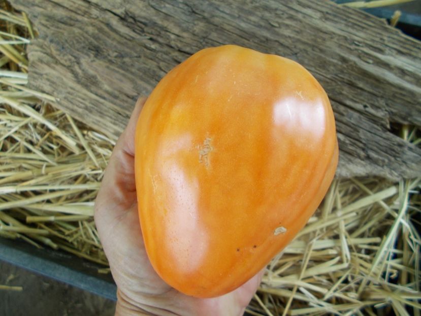  - SEMINTE ROSII - T 887 GELBER OCHSENHERZ