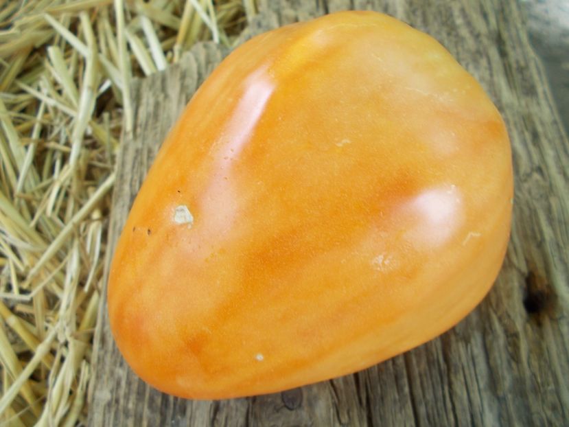  - SEMINTE ROSII - T 887 GELBER OCHSENHERZ