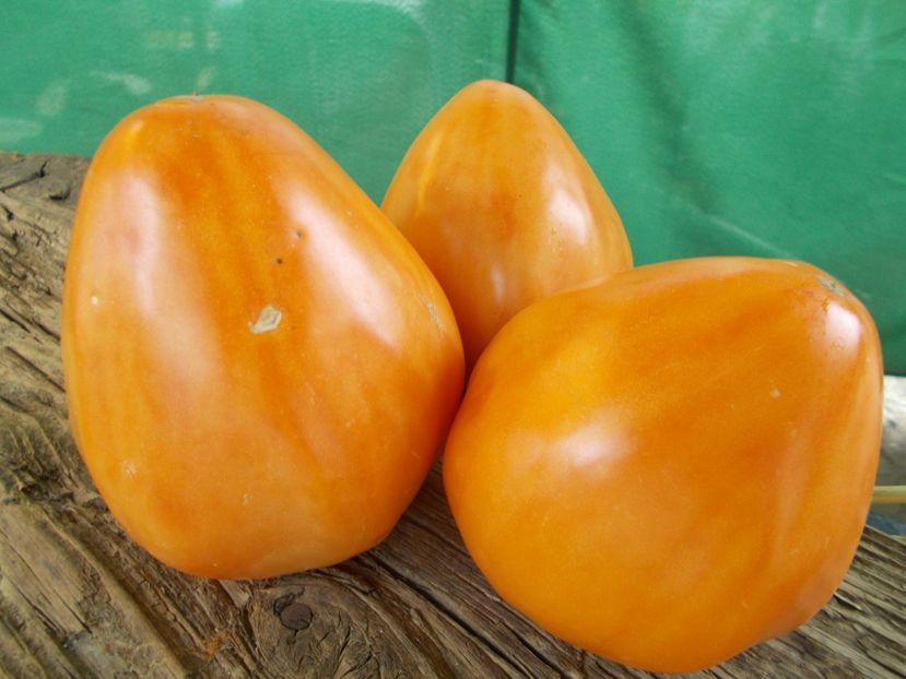  - SEMINTE ROSII - T 887 GELBER OCHSENHERZ