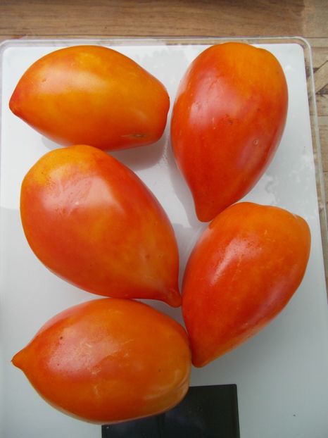  - SEMINTE ROSII - T 950 MARINA S PRISE