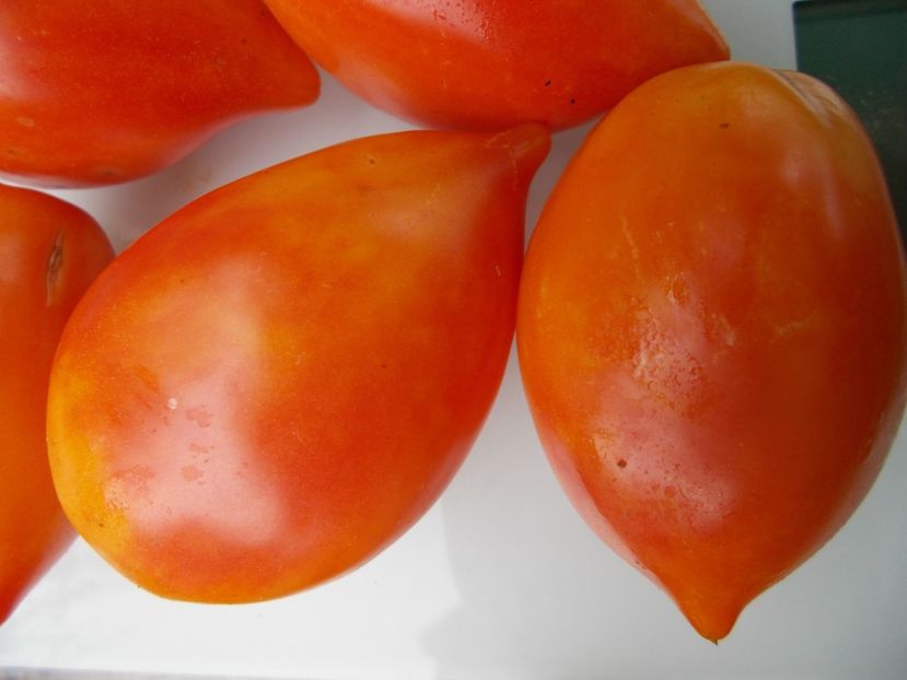  - SEMINTE ROSII - T 950 MARINA S PRISE