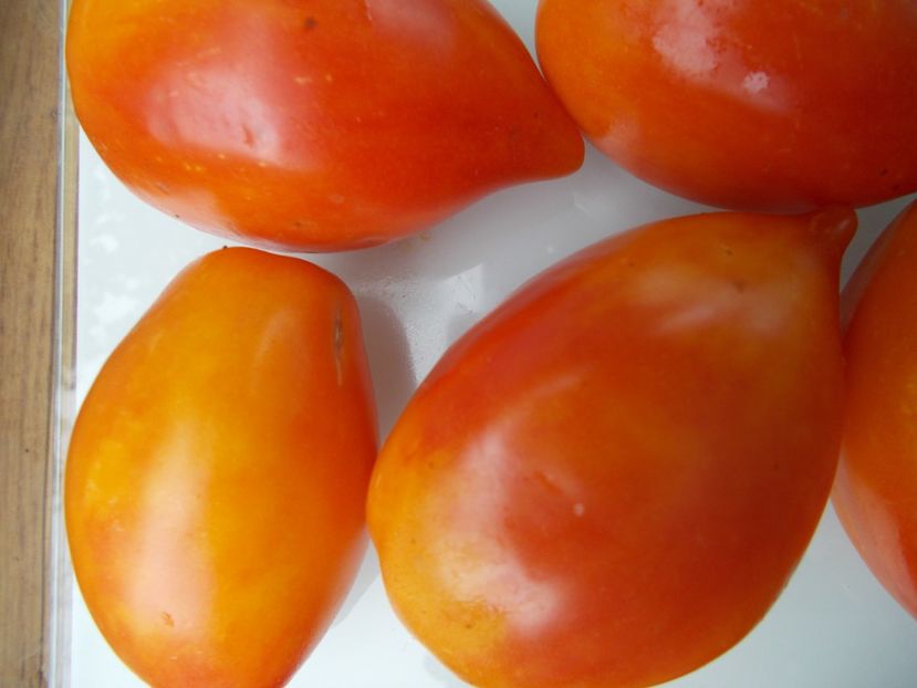  - SEMINTE ROSII - T 950 MARINA S PRISE