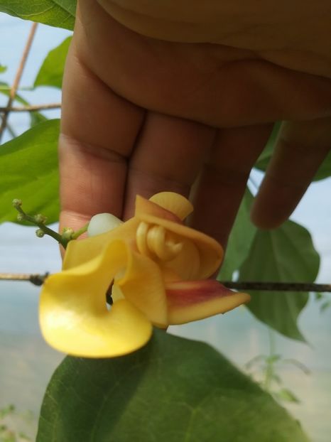  - SEMINTE VIGNA CARACALLA - D 223