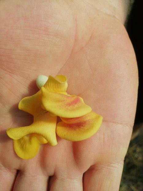  - SEMINTE VIGNA CARACALLA - D 223