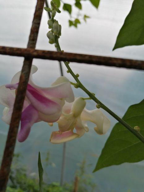  - SEMINTE VIGNA CARACALLA - D 223