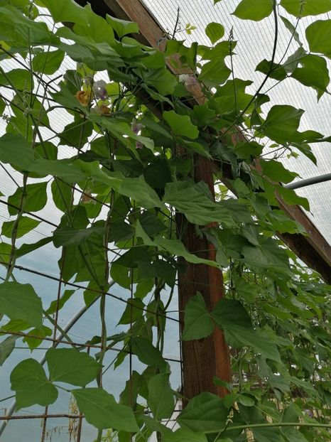  - SEMINTE VIGNA CARACALLA - D 223