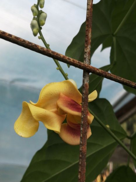  - SEMINTE VIGNA CARACALLA - D 223
