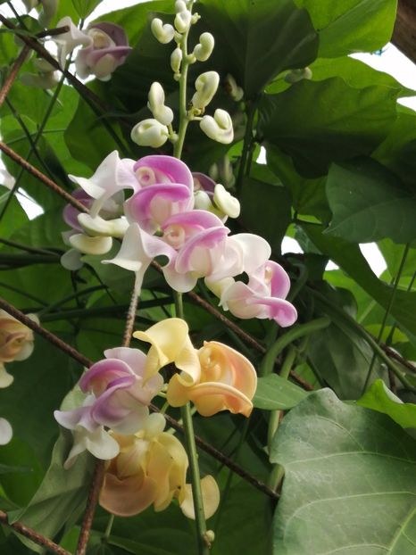  - SEMINTE VIGNA CARACALLA - D 223