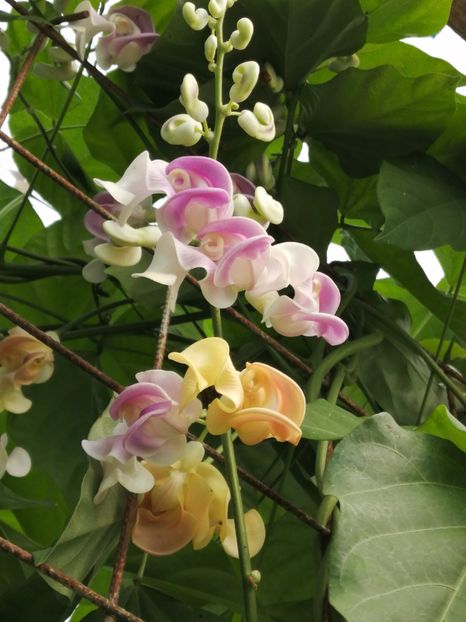  - SEMINTE VIGNA CARACALLA - D 223