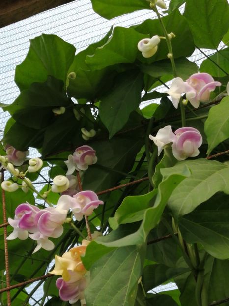  - SEMINTE VIGNA CARACALLA - D 223