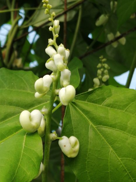  - SEMINTE VIGNA CARACALLA - D 223