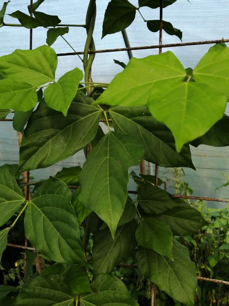  - SEMINTE VIGNA CARACALLA - D 223