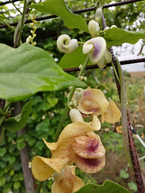  - SEMINTE VIGNA CARACALLA - D 223