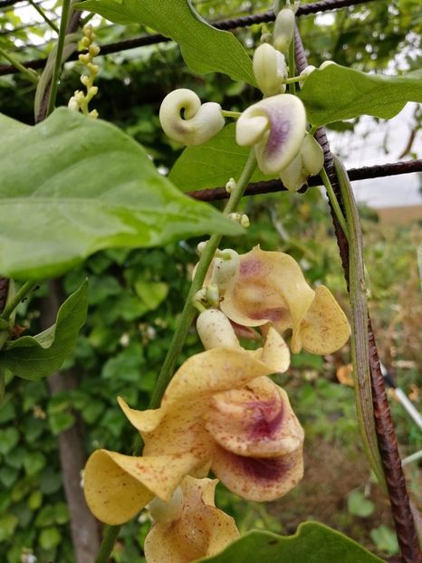  - SEMINTE VIGNA CARACALLA - D 223