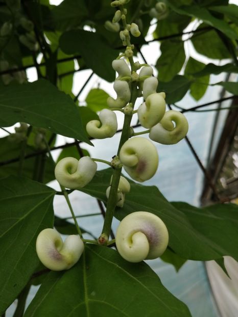  - SEMINTE VIGNA CARACALLA - D 223