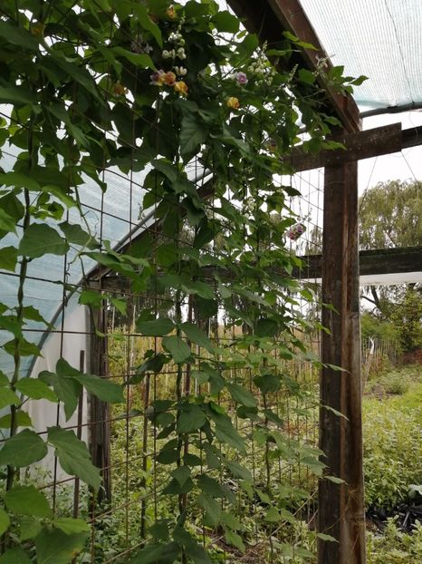  - SEMINTE VIGNA CARACALLA - D 223