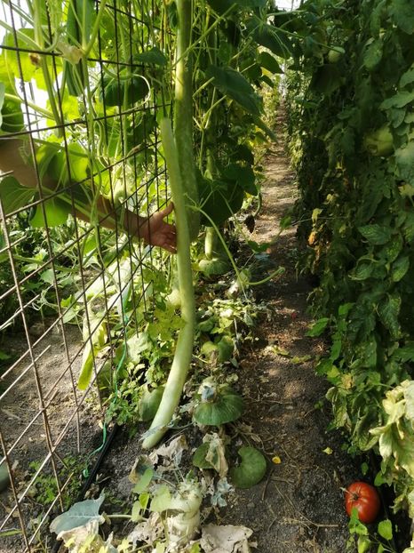  - SEMINTE DOVLECEL LA METRU - SICILIAN SNAKE