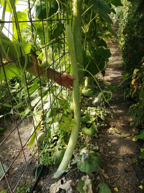  - SEMINTE DOVLECEL LA METRU - SICILIAN SNAKE