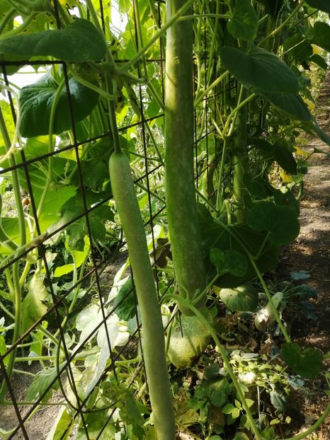  - SEMINTE DOVLECEL LA METRU - SICILIAN SNAKE