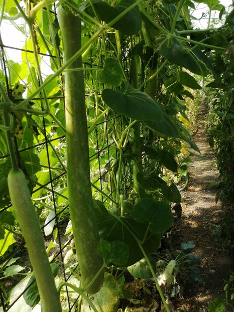  - SEMINTE DOVLECEL LA METRU - SICILIAN SNAKE