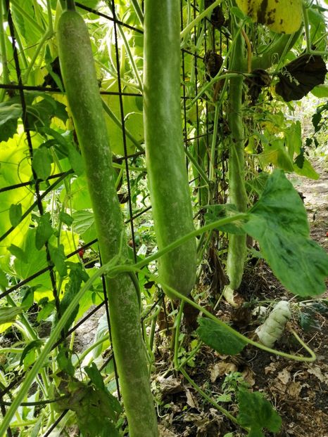  - SEMINTE DOVLECEL LA METRU - SICILIAN SNAKE