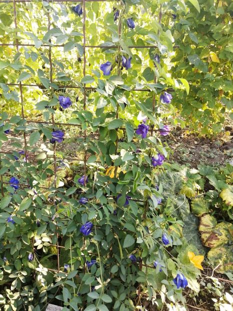  - SEMINTE CLITORIA TERNATEA