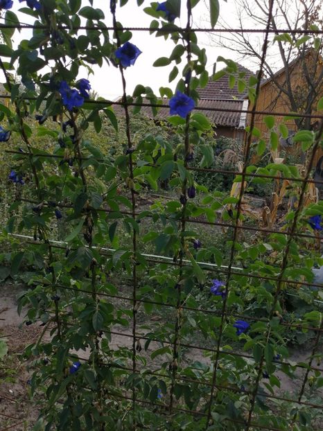  - SEMINTE CLITORIA TERNATEA