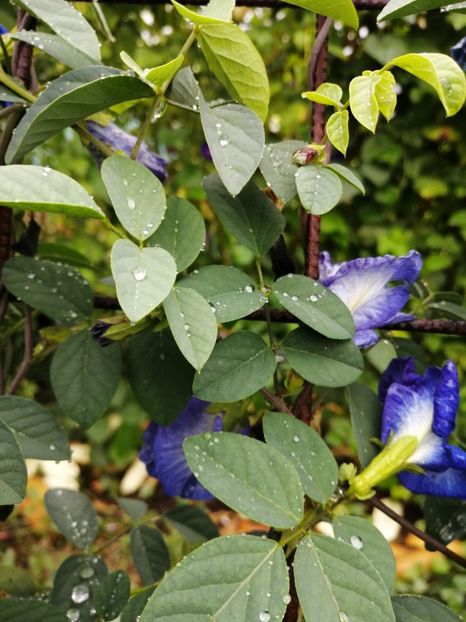  - SEMINTE CLITORIA TERNATEA