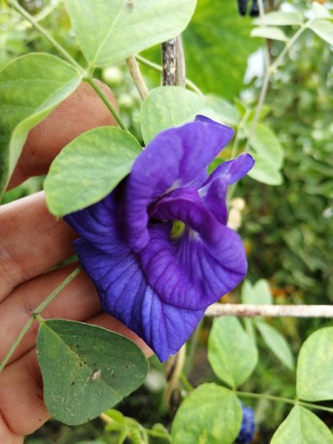  - SEMINTE CLITORIA TERNATEA