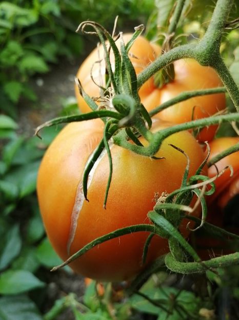  - SEMINTE ROSII - T 892 MARINA DUKHOVA