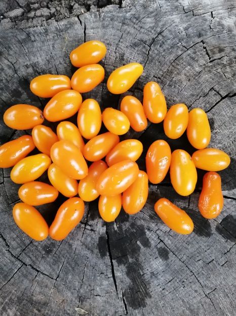  - SEMINTE ROSII - T 846 DORCA