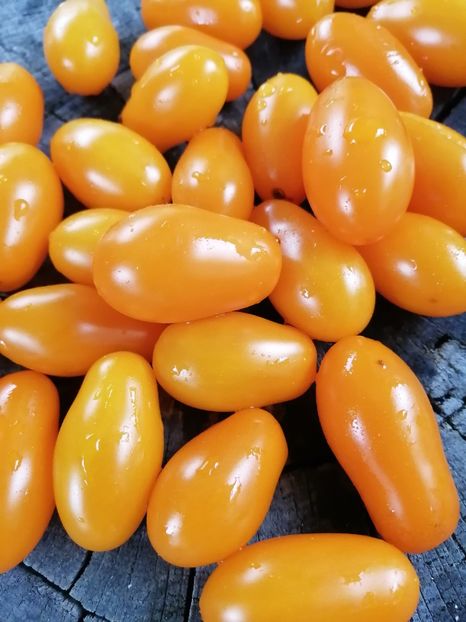  - SEMINTE ROSII - T 846 DORCA